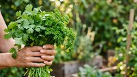 Fresh parsley bunch held in hands against blurred garden background, ready for cooking and culinary use.