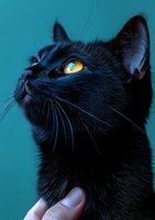 Close-up portrait of black cat with bright yellow eyes looking up against turquoise background, showing detailed whiskers and fur texture in dramatic lighting.