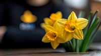 Yellow daffodils in bloom with soft bokeh background, fresh spring narcissus flowers with bright petals and green stems in natural morning light.