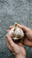 Caucasian male hand holding fresh garlic bulb with papery skin against textured gray background for cooking and culinary use.