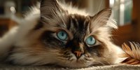 Adorable fluffy kitten with striking blue eyes and long fur lying comfortably indoors, perfect for pet care campaigns and animal lover content.