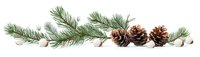 Pine branch with brown cones and cotton balls arranged in horizontal composition on white background, isolated winter nature element for seasonal design.