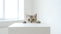 Gray tabby cat peeking over white surface with bright window light creating minimalist composition for pet care and animal behavior concepts.