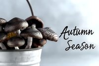 Fresh brown mushrooms in metal bucket with autumn season text overlay on light background, ideal for seasonal food marketing.