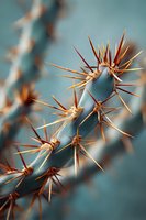 Close-up of cactus with sharp orange thorns against blurred teal background, showcasing desert plant's natural defense mechanism.