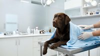 Chocolate Labrador Retriever undergoing veterinary examination on metal table in modern clinic with professional handler in blue gloves and white coat during health checkup.