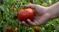 Hand holding fresh ripe red tomato in garden with green plants background. Organic farming harvest concept for healthy eating and agriculture.