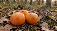 Three orange pumpkins lying on autumn forest floor among fallen leaves and twigs, seasonal harvest decoration for Halloween and Thanksgiving celebrations.