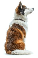 Majestic brown and white fluffy dog sitting in profile view on white background, looking up attentively. Isolated studio portrait showing full body and detailed fur texture.