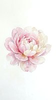 Delicate watercolor peony flower in soft pink and cream tones on textured paper background for botanical art and feminine design projects.