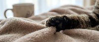 Black cat resting on cozy knit blanket with warm beverage mug in soft-focus background, conveying comfort and relaxation.