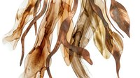 Dried brown kelp seaweed fronds isolated on white background for natural organic design elements and marine botanical illustrations.
