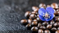 Vibrant blue spring flower placed on dark roasted coffee beans against black stone background, creating striking contrast for food and beverage marketing.