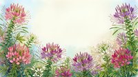 Watercolor cleome spider flowers frame border with pink purple white blooms and green foliage on cream background for wedding invitations and floral designs.