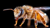 Macro photography of honey bee with detailed view of compound eyes, antennae, and body segments against dark background showing intricate insect anatomy.