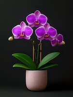 Vibrant purple phalaenopsis orchid plant with multiple blooms in full flower, displayed in modern pink ceramic pot against dark background, suitable for home decor.