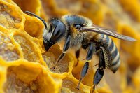 Detailed macro photograph of honey bee collecting nectar from yellow honeycomb cells, showing intricate wing patterns and body segments in sharp focus.