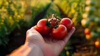 Fresh ripe red tomatoes on vine held in farmer's hand against blurred garden background during golden hour sunset, organic produce harvesting moment.