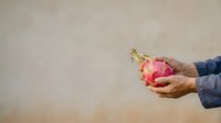 Mature hand holding pink dragon fruit against neutral background, showcasing exotic tropical produce for culinary and wellness content.