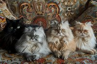Four Persian cats with luxurious long fur resting on ornate paisley upholstery, featuring black, silver, cream and white colored felines with expressive eyes and fluffy coats.