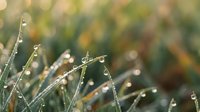 Morning dew drops on fresh green grass blades with soft bokeh background creating peaceful natural scene for wellness and mindfulness concepts.