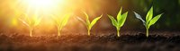 Growing plant sequence showing seedling growth stages in rich soil with warm sunlight and lens flare effect, representing agriculture and sustainable development.