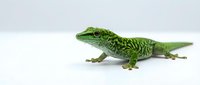 Small green lizard with detailed scales and prominent eye isolated on white background, suitable for educational materials, wildlife design projects, and nature-themed graphics.