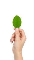 Hand holding fresh green leaf isolated on white background symbolizing environmental awareness and sustainable living for eco-friendly design projects.