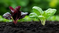 Young red and green lettuce seedlings growing in rich black soil against blurred natural background, fresh organic produce for healthy eating and gardening.