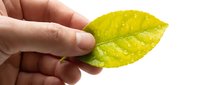Hand holding a fresh green leaf with water droplets on white background, symbolizing nature, ecology, and environmental care.