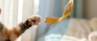 Young meerkat reaching up to catch falling dried food treat, isolated on blurred background, suitable for wildlife education and animal behavior content.