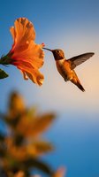 Hummingbird feeding on orange hibiscus flower against blue sky during golden hour sunset light creating warm natural wildlife scene.