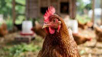 Brown hen chicken portrait on farm with rustic barn background. Domestic poultry livestock agriculture concept for organic farming and rural life.