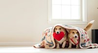 Two adorable dogs under cozy blanket holding red heart shape for Valentine's Day celebration in bright home interior with natural window light.