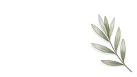 Elegant olive branch with green leaves isolated on white background for natural organic design projects and botanical illustrations.