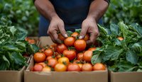 Farmer's hands holding fresh ripe tomatoes over wooden crates filled with harvested produce, surrounded by green tomato plants in garden setting.