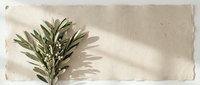 Olive branch with small white flowers on textured beige paper with soft shadows, minimal flat lay composition for wedding or nature design.
