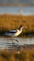 American avocet wading bird feeding in shallow wetland water with golden sunset light reflecting on marsh landscape during autumn migration season.