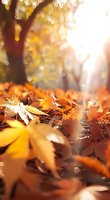 Fallen maple leaves on ground with magical bokeh sunlight creating dreamy autumn atmosphere. Golden morning sun rays shine through trees in fall forest.