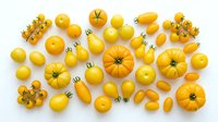 Yellow tomatoes and lemons arranged on white background, fresh produce flat lay for culinary, recipe, healthy eating, and food styling projects.