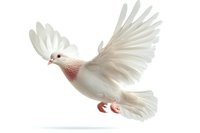White dove with spread wings flying against white background, pink breast feathers highlighted. Isolated on pure white for easy design integration.