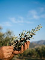 Farmer's hands holding fresh olive branch with ripe black olives and green leaves against blue sky and blurred orchard landscape background for harvest and agriculture concepts.