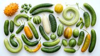 Flat lay arrangement of fresh green cucumbers, yellow squash, and other organic vegetables on white background, suitable for healthy eating, nutrition, and farm-to-table food photography.