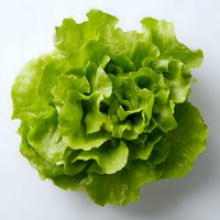 Fresh green butter lettuce head with crisp curly leaves isolated on white background, top view for food photography and menu design.