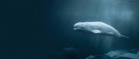 Beluga whale swimming gracefully through deep blue ocean waters with sunlight filtering from above creating mystical underwater atmosphere.