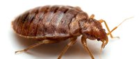 Bed bug isolated on white background, close-up macro view showing detailed anatomy and reddish-brown coloring for pest control and educational materials.