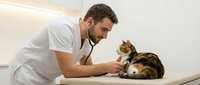 Male veterinarian examining calico cat with stethoscope during medical checkup at modern animal clinic. Professional healthcare for pets and animals.