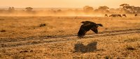 Majestic eagle soaring over golden savanna landscape at sunrise with grazing wildlife in misty background, wildlife photography.