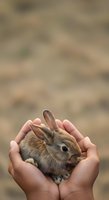 Small brown rabbit held gently in cupped hands against blurred natural background. Young animal care, wildlife handling, and gentle touch concept for educational and lifestyle use.