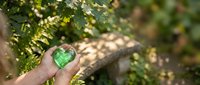 Close-up of hand holding green heart-shaped glass against blurred foliage background, symbolizing environmental care, sustainability, and nature conservation for eco-friendly concepts.